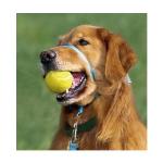 gentleleader-golden-ball