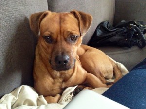 May I help you? My calendar says it's almost nap time!