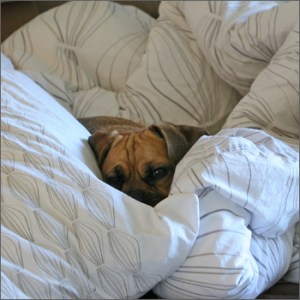 Courtesy of PrestonthePuggle.com