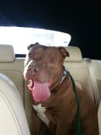 Kemo leaving shelter